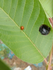 Coelophora inaequalis