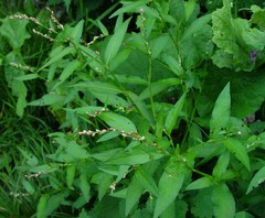 Persicaria mitis