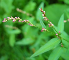 Persicaria mitis