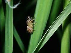 Poecilohetaerus aquilus