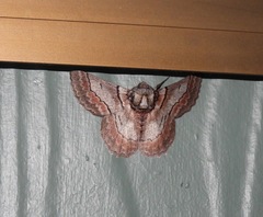 Hypobapta tachyhalotaria