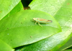 Graphocephala fennahi