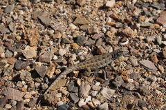 Liolaemus nigromaculatus