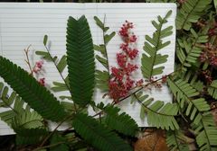 Didelotia gracillima