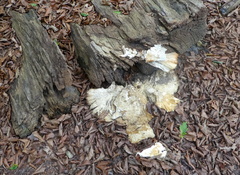Laetiporus sulphureus