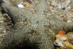 Anthenea sidneyensis
