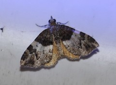 Chrysolarentia phaedra