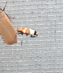 Euphiltra eroticella