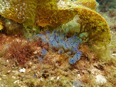 Clavelina australis