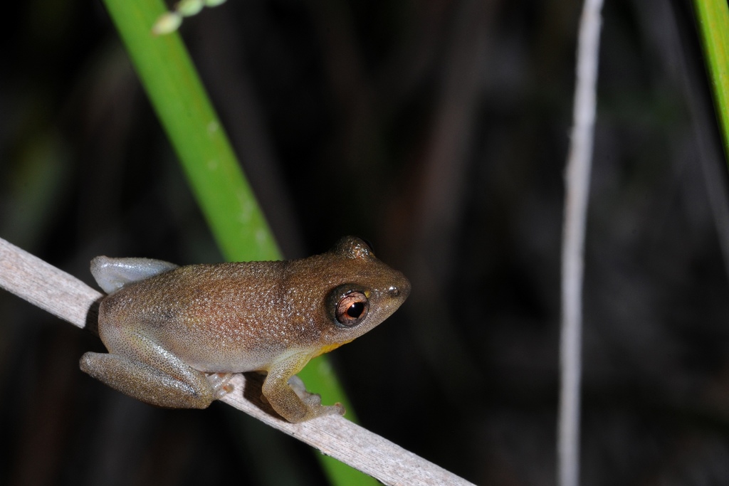 Yellow-Spotted Reed Frog