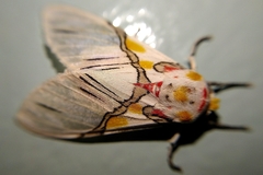 Idalus crinis