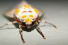Idalus crinis