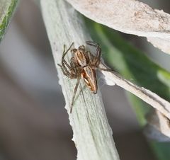 Oxyopes amoenus