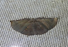 Xenomusa metallica