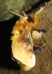 Megalopyge dyari