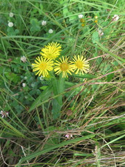 Inula japonica