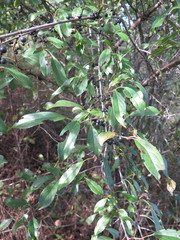 Rhamnus ussuriensis