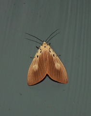 Asota iodamia