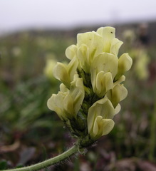 Oxytropis maydelliana