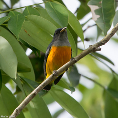 Dicaeum trigonostigma