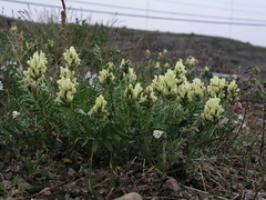 Oxytropis maydelliana