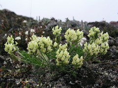 Oxytropis maydelliana