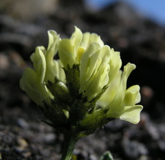 Oxytropis maydelliana