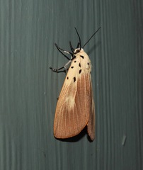 Asota iodamia