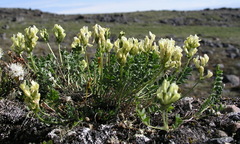 Oxytropis maydelliana