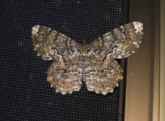 Amblychia subrubida