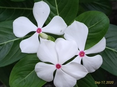 Catharanthus roseus