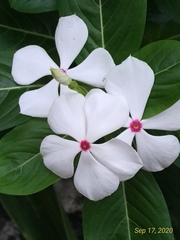Catharanthus roseus