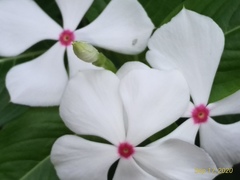 Catharanthus roseus
