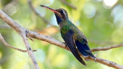 Cynanthus latirostris