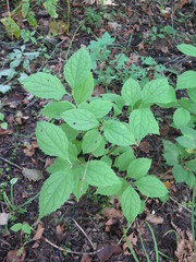 Philadelphus tenuifolius
