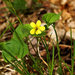 Downy Yellow Violet - Photo (c) Charles Wohlers, some rights reserved (CC BY-NC-ND)