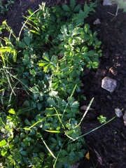 Potentilla intermedia