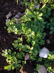 Potentilla intermedia