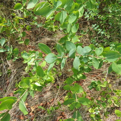 Lonicera albiflora