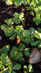 Potentilla intermedia
