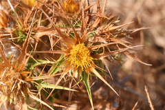 Carlina graeca