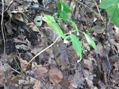 Polygonatum involucratum