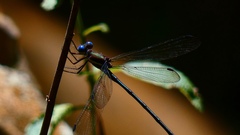 Archilestes