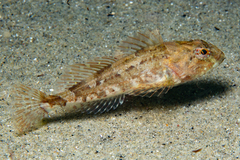 Myoxocephalus