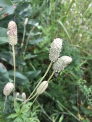 Anemone cylindrica