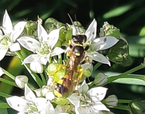 Field digger wasp, 6102 Echt, Nederland, photo 6 of 10