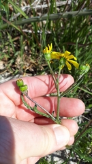 Senecio littoreus