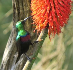 Cinnyris bifasciatus
