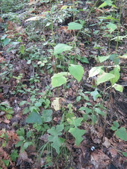 Lactuca raddeana