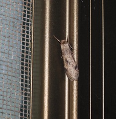 Graphosia stenopepla